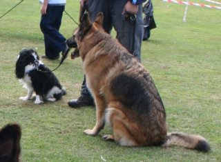 digitalfiebotholdparkfarmdogdisplayteamdogs.jpg