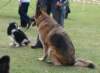 digitalfiebotholdparkfarmdogdisplayteamdogs_small.jpg