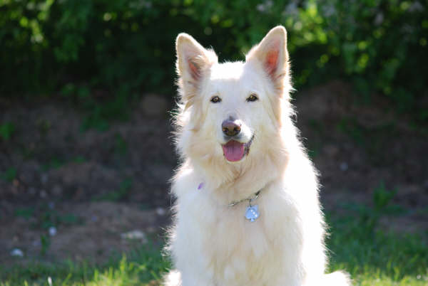 Angel, much missed and loved German Shepherd Dog